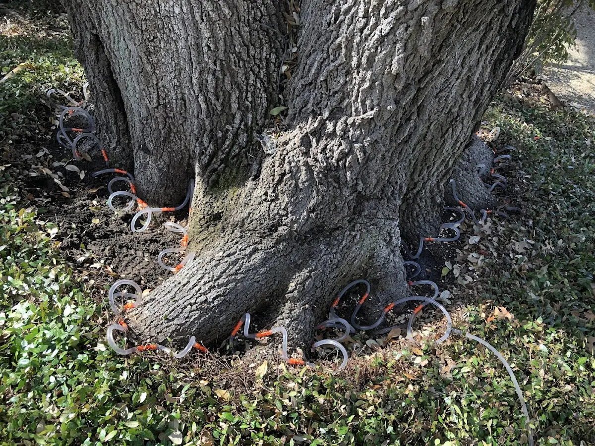 Detailed Tree Cabling and Bracing job site in Middletown